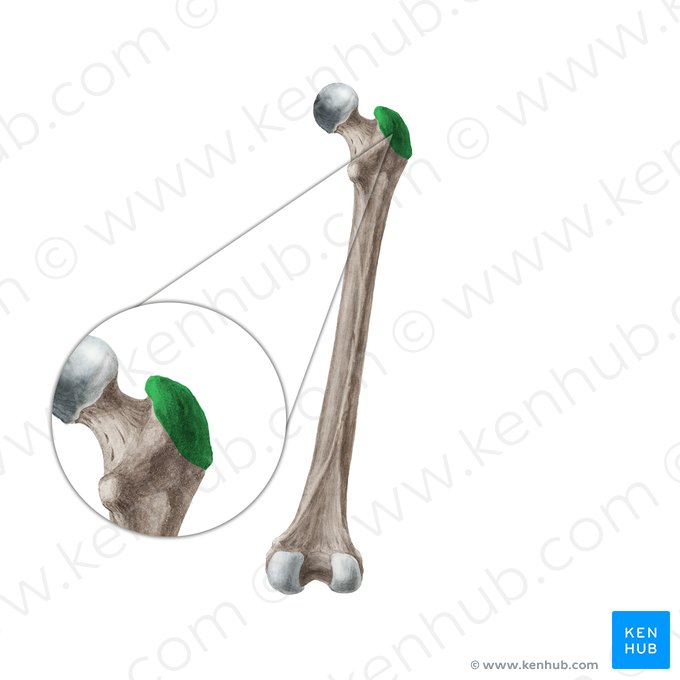 Greater trochanter of femur (Trochanter major ossis femoris); Image: Liene Znotina