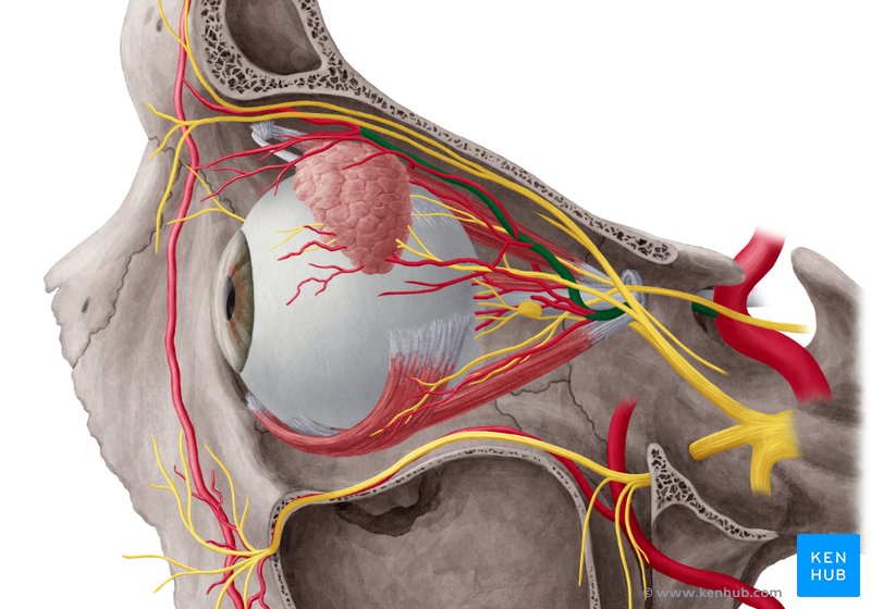 Ophthalmic artery