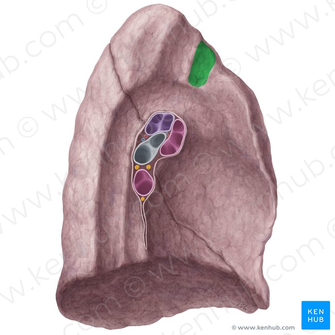 Impression for left brachiocephalic vein of left lung (Impressio venae brachiocephalicae sinistrae pulmonis sinistri); Image: Yousun Koh
