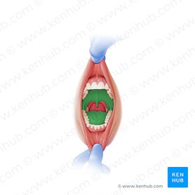 Oral cavity proper (Cavitas propria oris); Image: Paul Kim