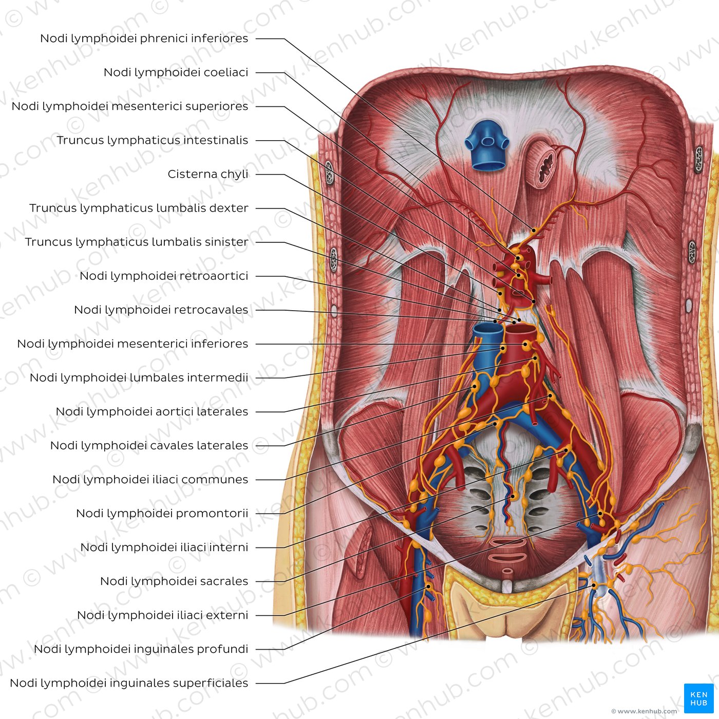 Lymphsystem der hinteren Rumpfwand - Überblick