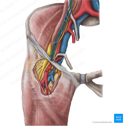 Arteria testicularis (Hodenarterie); Bild: Hannah Ely