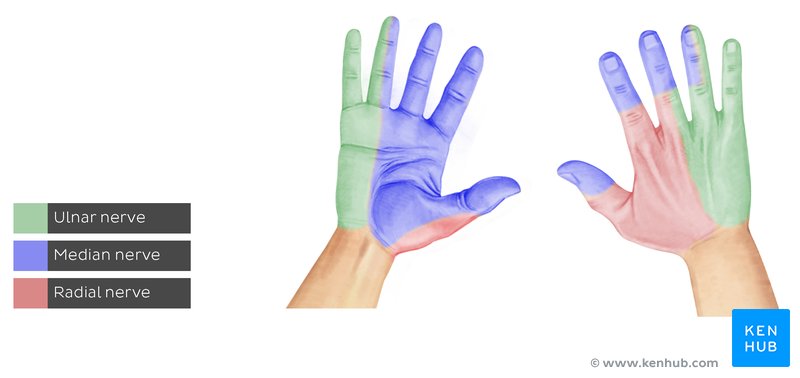 Hand skin supply: Sensory supply areas of the median, radial and ulnar nerves