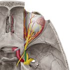 Ramo oftálmico do nervo trigêmeo (V1)