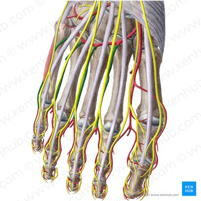 Dorsal metatarsal arteries (Arteriae metatarseae dorsales); Image: Liene Znotina