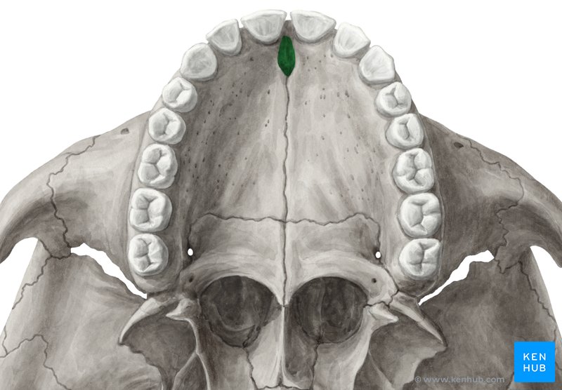Incisive foramen - caudal view