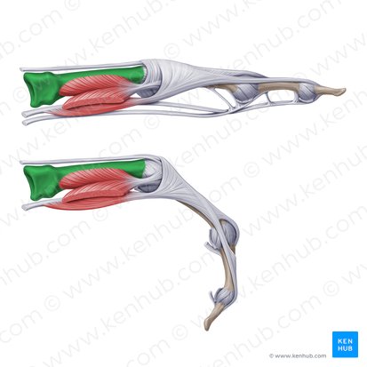 Metacarpal bone (Ossa metacarpi); Image: Paul Kim