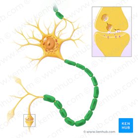 Bainha de mielina (Stratum myelini); Imagem: Paul Kim