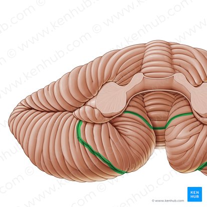 Retrotonsillar fissure of cerebellum (Fissura retrotonsillaris cerebelli); Image: Paul Kim