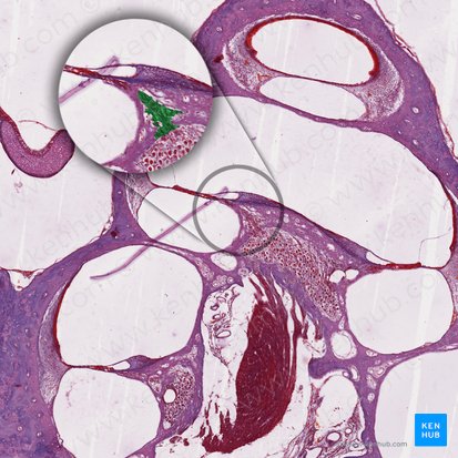 Peripheral fibers of cochlear nerve (Neurofibrae periphericae nervi cochlearis); Image: 