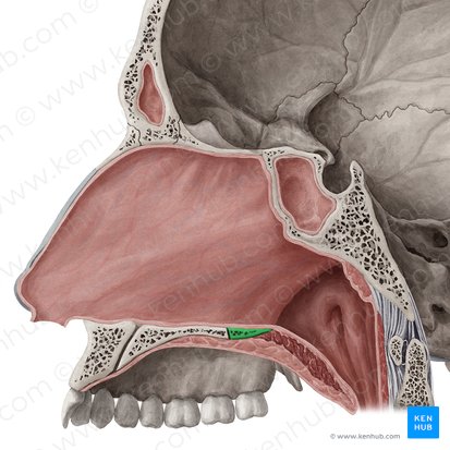 Horizontal plate of palatine bone (Lamina horizontalis ossis palatini); Image: Yousun Koh