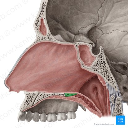 Lámina horizontal del hueso palatino (Lamina horizontalis ossis palatini); Imagen: Yousun Koh