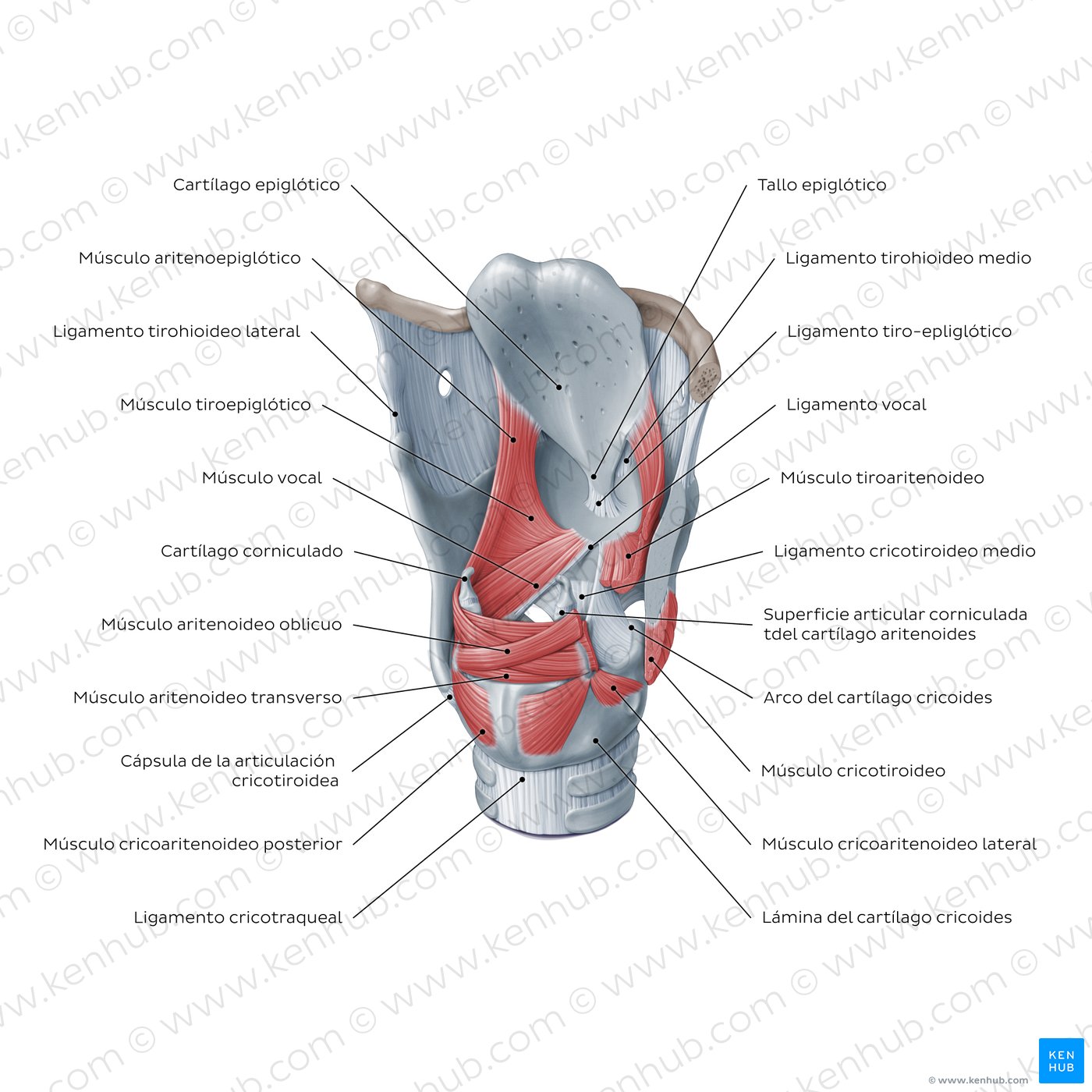 Diagrama de una vista posterolateral de la laringe, mostrando sus cartílagos, ligamentos y músculos