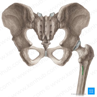 Pectineal line of femur (Linea pectinea ossis femoris); Image: Liene Znotina