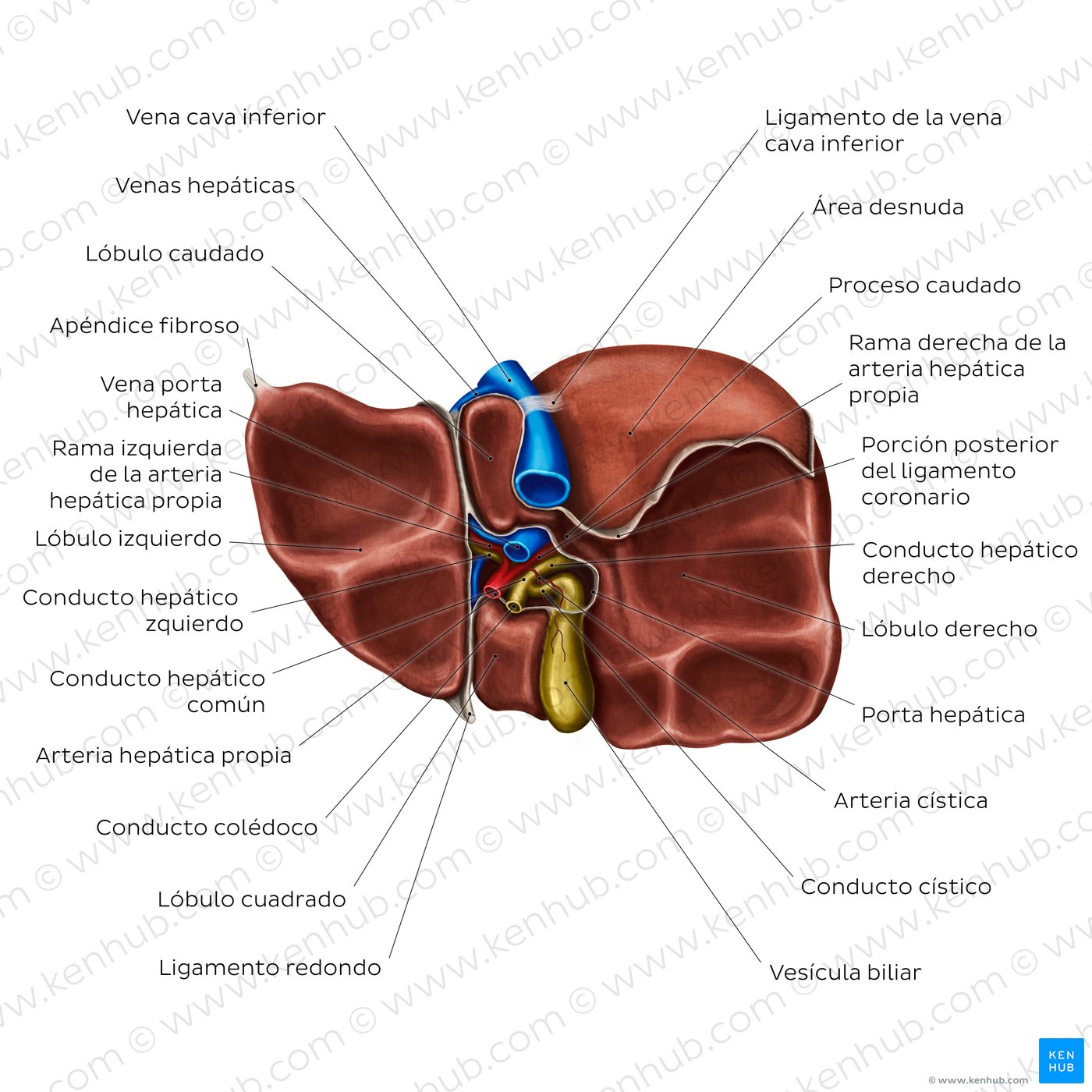 Anatomía de la cara visceral del hígado: Vista inferior
