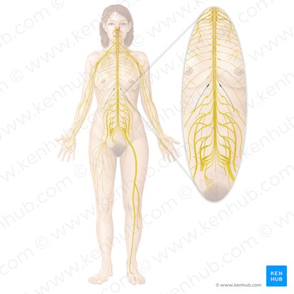 Subcostal nerve (Nervus subcostalis); Image: Begoña Rodriguez