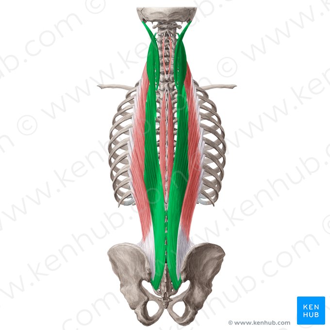 Músculo longuíssimo (Musculus longissimus); Imagem: Yousun Koh