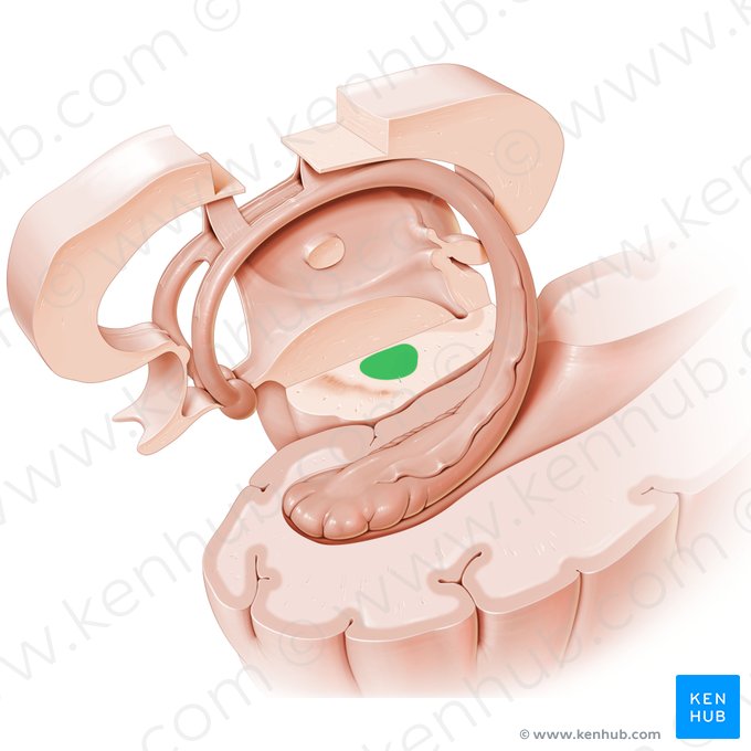 Núcleo rubro (Nucleus ruber); Imagem: Paul Kim