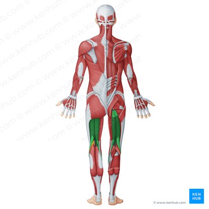 Posterior muscles of thigh (Musculi posteriores femoris); Image: Irina Münstermann