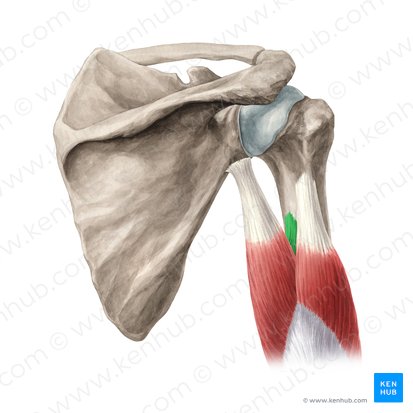 Cabeça medial do músculo tríceps braquial (Caput mediale musculi tricipitis brachii); Imagem: Yousun Koh