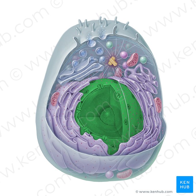Cell nucleus (Nucleus); Image: Paul Kim