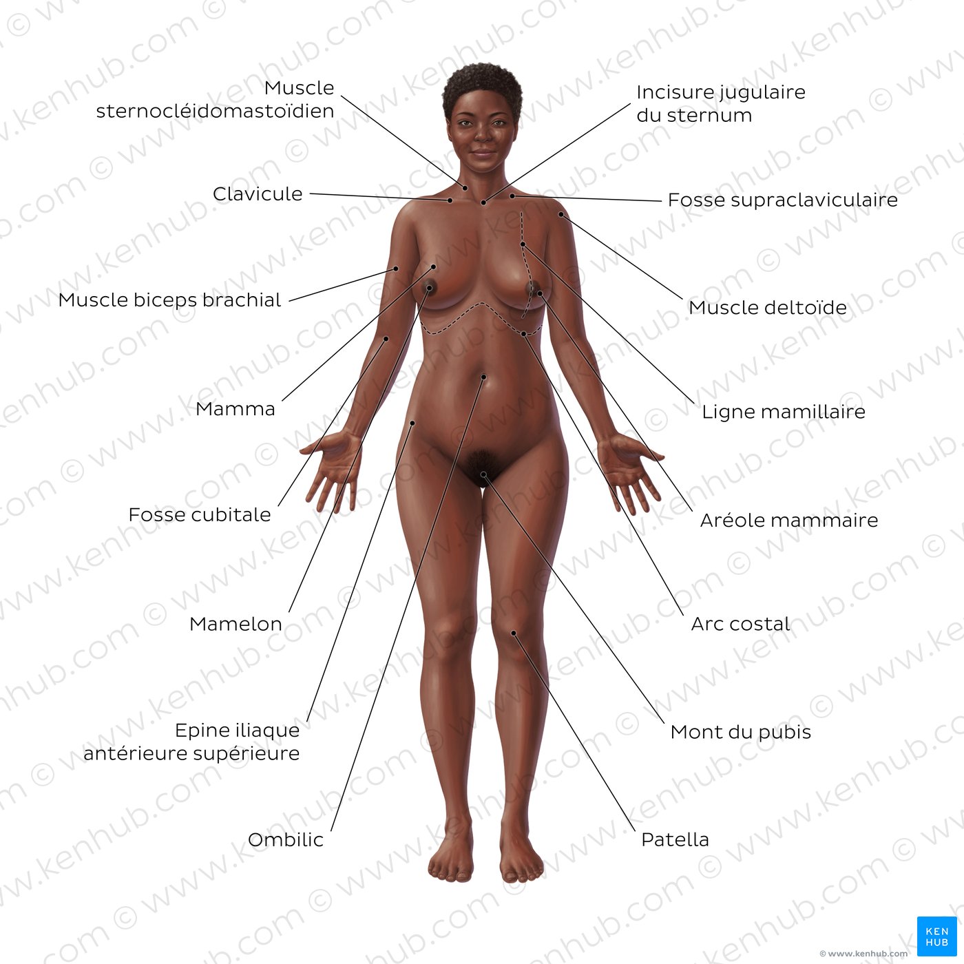 Anatomie de surface du corps féminin (vue antérieure)