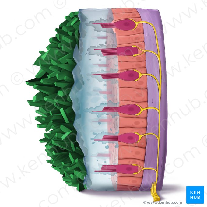 Statoconium; Image: Tal Bavli Ziv