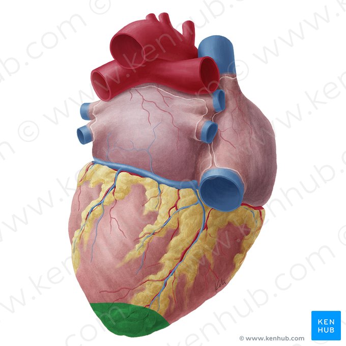 Vértice del corazón (Apex cordis); Imagen: Yousun Koh