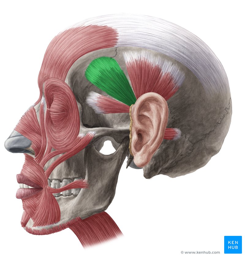 Musculus temporoparietalis Anatomie, Verlauf & Funktion Kenhub