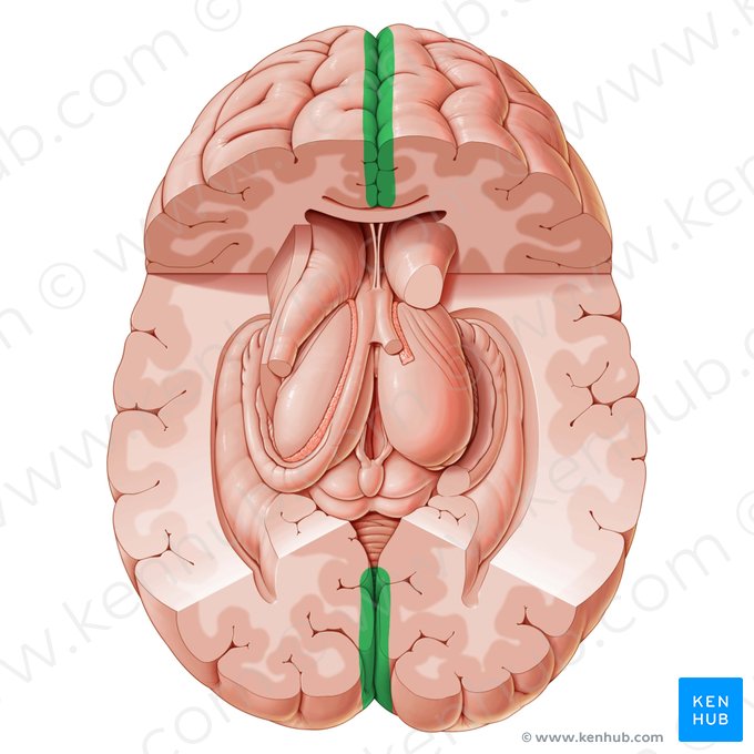 Fisura longitudinal cerebral (Fissura longitudinalis cerebri); Imagen: Paul Kim