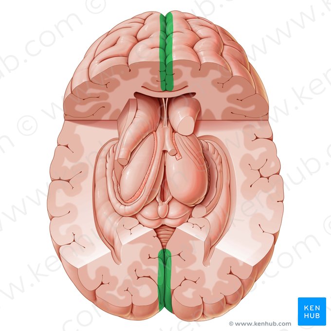 Longitudinal cerebral fissure (Fissura longitudinalis cerebri); Image: Paul Kim