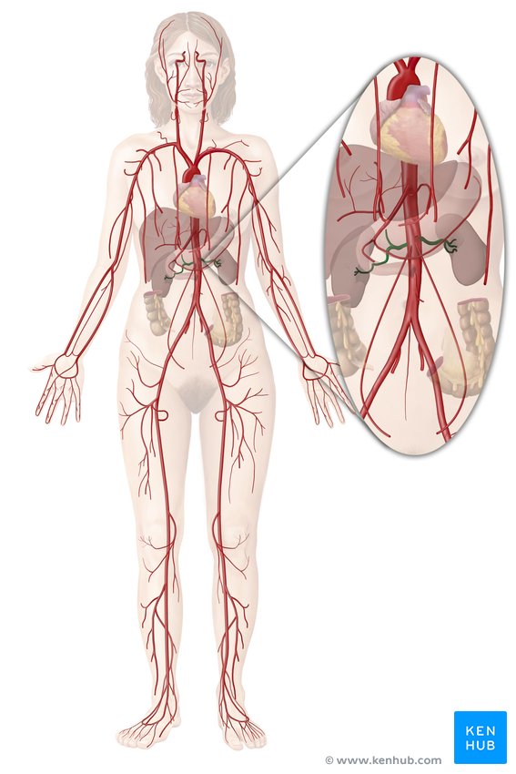 Renal artery - ventral view