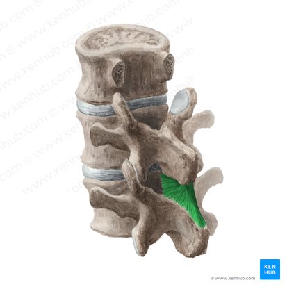 Ligamentum interspinale (Zwischendornfortsatzband); Bild: Liene Znotina