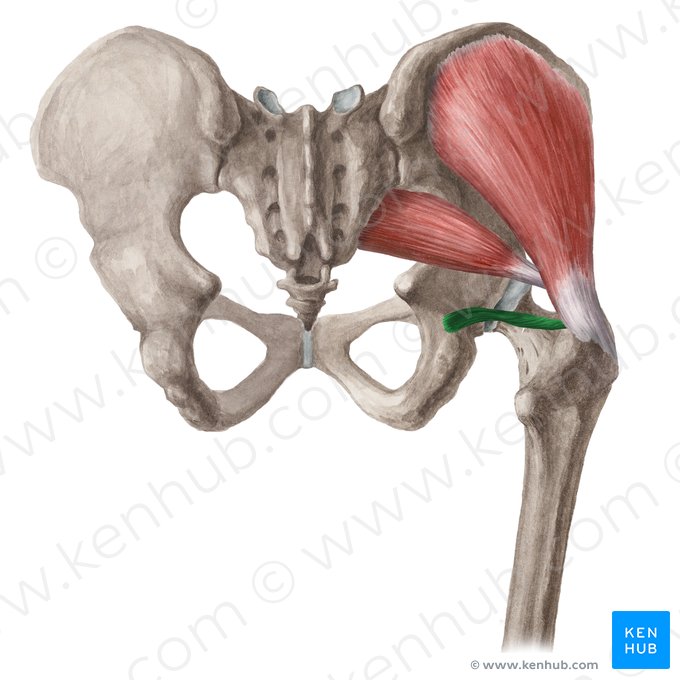 Musculus gemellus inferior (Unterer Zwillingsmuskel); Bild: Liene Znotina