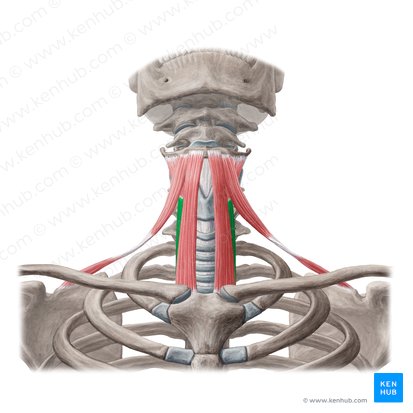 Musculus sternothyroideus (Brustbein-Schildknorpel-Muskel); Bild: Yousun Koh