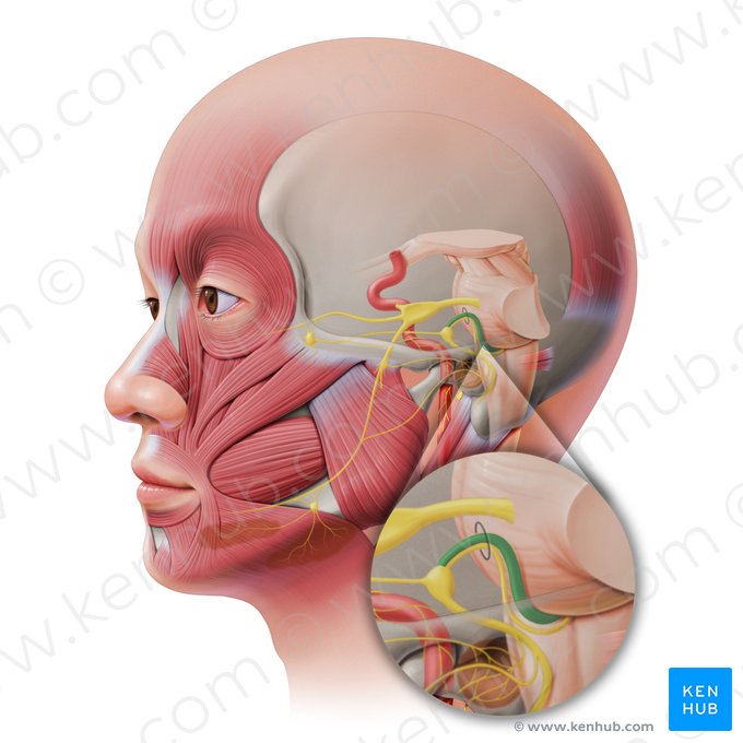 Raíz motora del nervio facial (Radix motoria nervi facialis); Imagen: Paul Kim