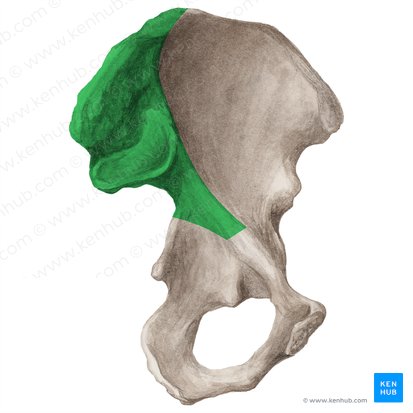 Cara sacropelviana del ilion (Facies sacropelvica ossis ilii); Imagen: Liene Znotina