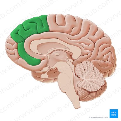 Medial frontal gyrus (Gyrus frontalis medialis); Image: Paul Kim