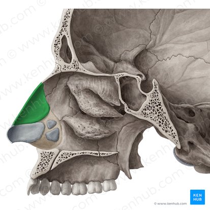 Cartilagem nasal lateral (Cartilago nasi lateralis); Imagem: Yousun Koh