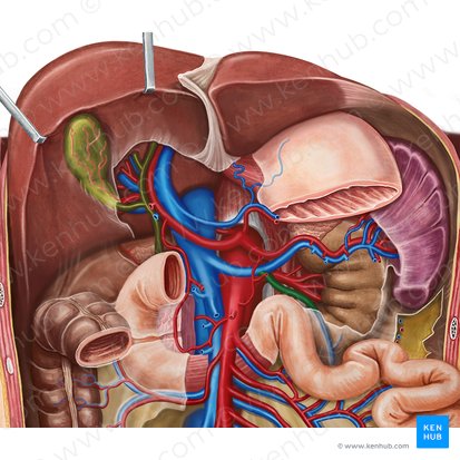 Inferior mesenteric vein (Vena mesenterica inferior); Image: Irina Münstermann