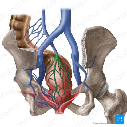 Vena anorectalis superior (Obere Mastdarmvene); Bild: Begoña Rodriguez