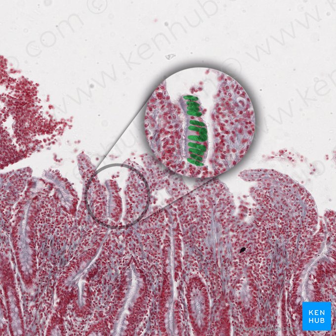 Enterocyte (Enterocytus); Image: 