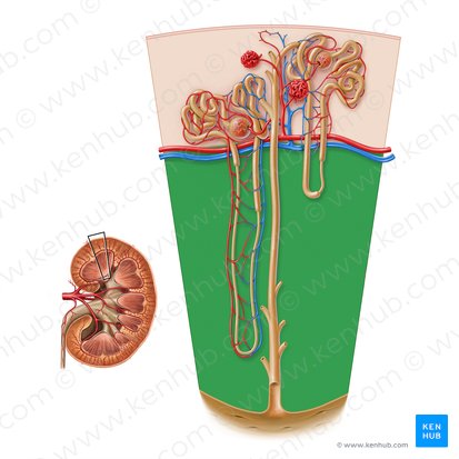 Renal medulla (Medulla renis); Image: Paul Kim