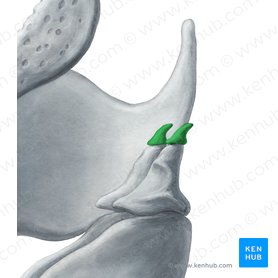 Cartilago corniculata (Spitzenknorpel); Bild: Yousun Koh