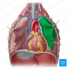 Lóbulo superior del pulmón izquierdo (Lobus superior pulmonis sinistri); Imagen: Yousun Koh