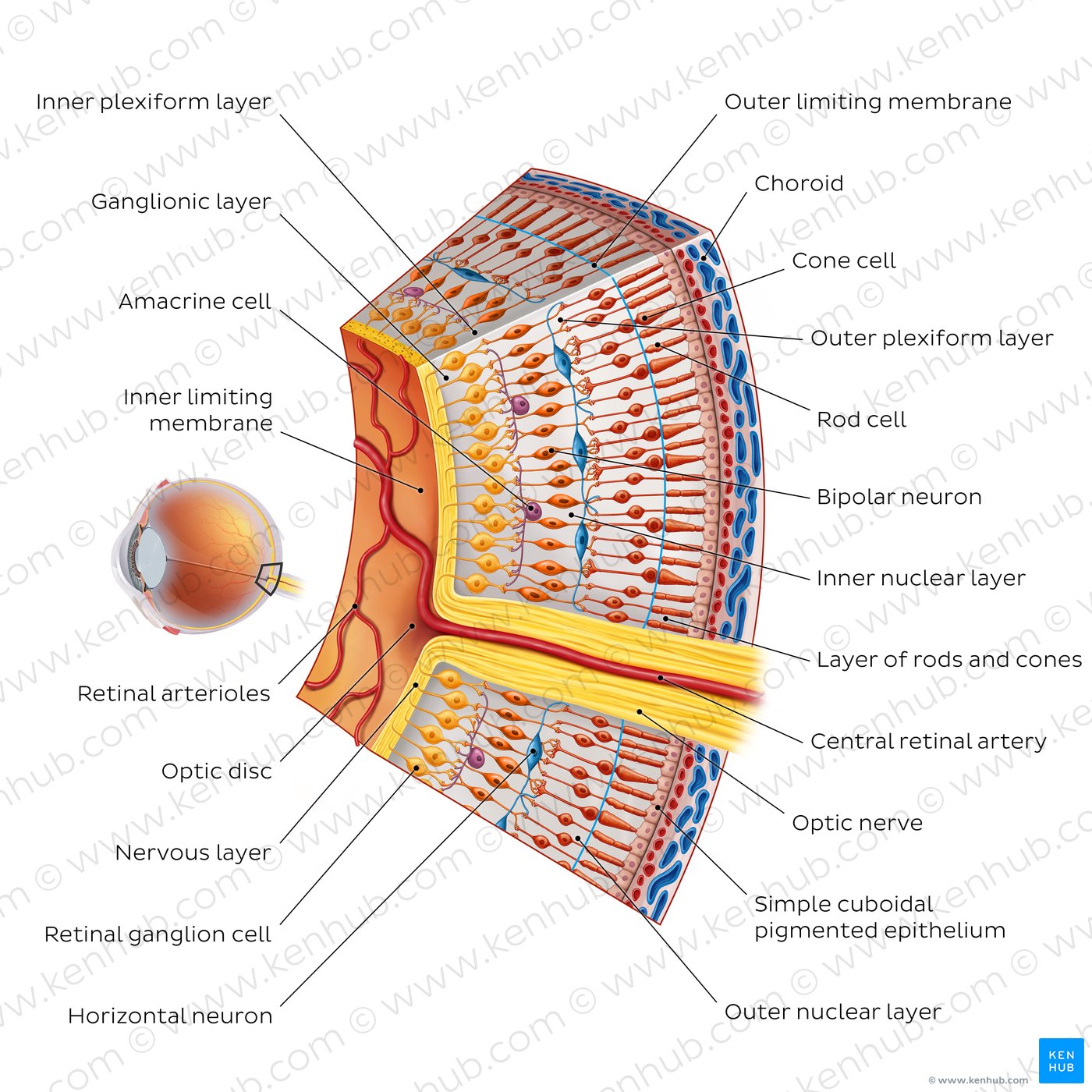 Cells and layers of the retina (coronal view)