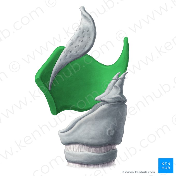 Cartilago thyroidea (Schildknorpel); Bild: Yousun Koh
