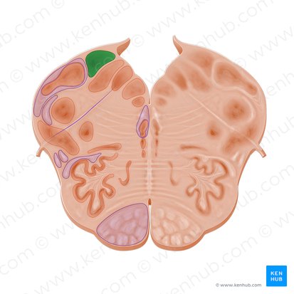 Núcleo vestibular medial (Nucleus vestibularis medialis); Imagen: Paul Kim