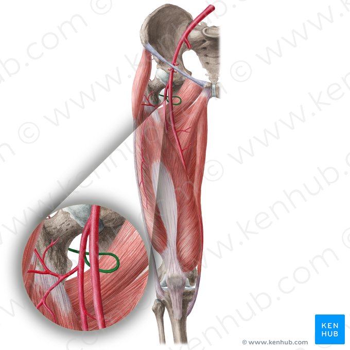 Artéria circunflexa femoral medial (Arteria circumflexa medialis femoris); Imagem: Liene Znotina