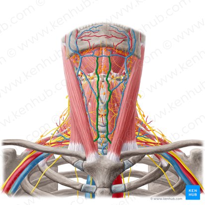 Vena yugular anterior (Vena jugularis anterior); Imagen: Yousun Koh